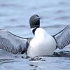 Stretching Loon