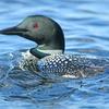 Loon in Choppy Water