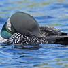 Preening Loon