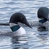 Loon Pair - Island Lake Ontario