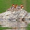 Merganser Chicks