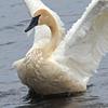 Stretching Trumpeter Swan - Seney National Wildlife Refuge - Michigan UP