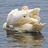 Preening Trumpeter Swan - Seney National Wildlife Refugue - Michigan UP