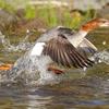 Merganser Taking Flight