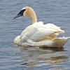 Trumpeter Swan - Seney National Wildlife Refuge - Michigan UP