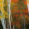 Birches Contrasted by the Colorful Forest