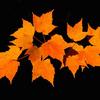 Maple Leaves on Black - Carry a black velvet backboard with me to achieve this affect out in the field.