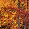 Backlit Maple Forest
