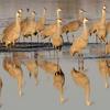 Sandhill Crane Reflections - Morning Sun Really Lit Them Up