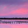 Sunrise With The Cranes