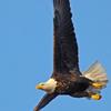 Bald Eagle in Flight - Wisconsin