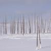 Bobby Sock Trees