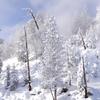 Snowy Trees and Steam
