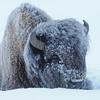 Frosted Bison