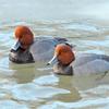 Ice Out Redheads