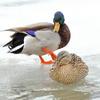 Mallard Pair