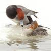Redhead Chasing Off a Merganser