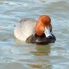 Redhead Drake