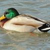 Mallard Drake