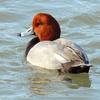 Redhead Drake