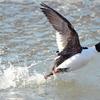 Golden Eye Taking Flight