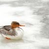 Merganser on Ice