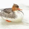 Merganser Hen