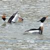 Red-breasted Mergansers - Courtship Display