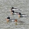 Red-breasted Mergansers - Outnumbered