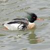 Red-breasted Merganser