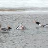 Red-breasted Mergansers - Pick me! Pick me!