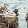 Mallards in Kenosha Harbor