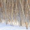 Winter Aspens