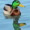 Mallard Drake
