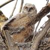 Great Horned Owl - Owlets.  Can you find the second one?