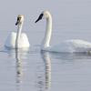 Trumpeter Swan Reflection