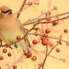Cedar Waxwing and Crab Apples