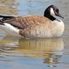 Canada Goose Reflections