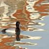 Bluebill Reflections