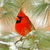 Cardinal and Late Season Snowfall