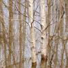 Flooded Birches