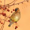 Cedar Waxwing