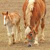 Horse and Colt