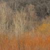 Transition - The terrain went from cattails, to sumacs, to aspens, to hardwood forest