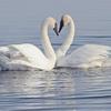 The Heart - Following mating, these two swans came together like this before going off and feeding again!