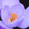 Crocus