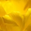 Tulip Abstract - Playing With Depth of Field