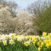 Flowering Tree and Daffodils at Hawthorne Hollow