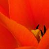 Orange Tulip Macro