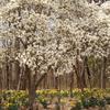 Flowering Tree and Daffodils
